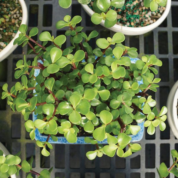 Dwarf Jade Bonsai Plant